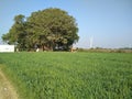 beutyful nature view with green gass,blue sky,windmill in india