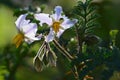 Beutyful white flower in nature