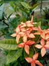 The beutyfull flower from Ixora chinensis Royalty Free Stock Photo