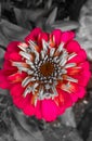 Beutyfull red flower with black and white background. Royalty Free Stock Photo