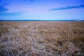 Beveled field of wheat spikelets