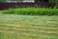 beveled hay lies on the haypit and dries. mowing the grass on the hay Royalty Free Stock Photo