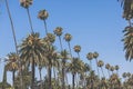 Beverly hills palms vintage retro toned