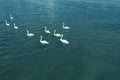 Bevy of beautiful white swans swimming across sea Royalty Free Stock Photo