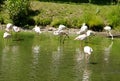 Bevy of Flamingoes