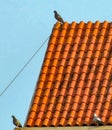 A bevy of Pigeons enjoys their magic hour stroll in Indian cityscape.