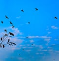 A bevy of Pigeons enjoys their magic hour stroll in Indian cityscape.