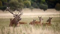 Bevy of royal deer in oestrus time