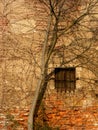 Bewachsene Wand - Wall with tree