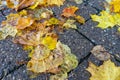 Beware of the danger of slipping through leaves in autumn
