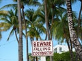 Beware of Falling Coconuts From Coconut Palm Trees Royalty Free Stock Photo