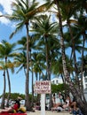 Beware of Falling Coconuts From Coconut Palm Trees Royalty Free Stock Photo