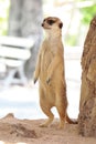 Beware of the Meerkat : A Meerkat Standing And Watching For Danger Royalty Free Stock Photo