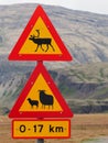 Beware of reindeers and sheeps, Iceland Royalty Free Stock Photo