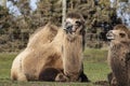 Two Bactrian Camels at the West Midland Safari Park, Bewdley, Hereford and Worcester, England