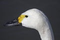 Bewick's Swan Royalty Free Stock Photo