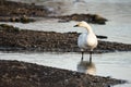 Bewick`s Swan Cygnus columbianus