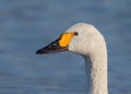 Bewick`s Swan - Cygnus columbianus bewickii` portrait. Royalty Free Stock Photo