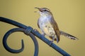 Bewick\'s Wren Singing on Wrought Iron