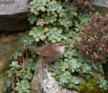 Bewick`s Wren feeding in woods