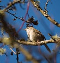 Bewick`s Wren feeding in woods