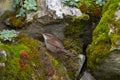 Bewick`s Wren feeding in woods