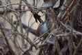 Bewick`s Wren feeding in woods