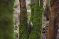 Bewick`s Wren feeding in woods