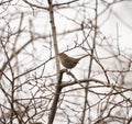 Bewick`s Wren feeding in woods