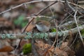 Bewick`s Wren feeding in woods