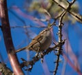 Bewick`s Wren feeding in woods