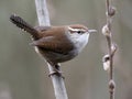 Bewick`s Wren Profile Royalty Free Stock Photo
