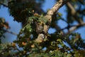 Bewick`s Wren relaxing in woods