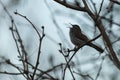 A Bewick`s wren singing before sunrise