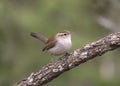 Bewick`s Wren thryomanes bewickii