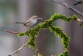 A bewick\'s wren \