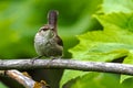 Bewick`s Wren