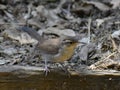 A Bewick`s wren perches on a wooden step in Pinto Lake County Park in California