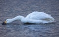 bewick swan Royalty Free Stock Photo