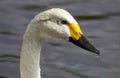 Bewick Swan