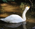 Bewicks swan Royalty Free Stock Photo