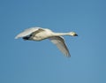 Bewicks Swan Royalty Free Stock Photo