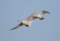 Bewicks Swans Royalty Free Stock Photo