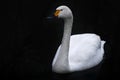 Bewicks tundra swan, Cygnus columbianus bewickii, white goose bird on the dark river, Germany in Europe. Bird in the black water Royalty Free Stock Photo