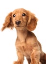 Bewildered puppy Royalty Free Stock Photo