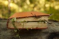 Bewitched Book With Magic plants and spider web, concept of mystery and spiritual Royalty Free Stock Photo