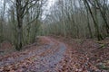 Bewitched path in winter forest Royalty Free Stock Photo