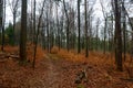 Bewitched path in winter forest Royalty Free Stock Photo