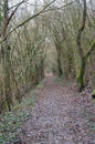 Bewitched path in winter forest Royalty Free Stock Photo