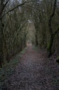 Bewitched path in winter forest Royalty Free Stock Photo